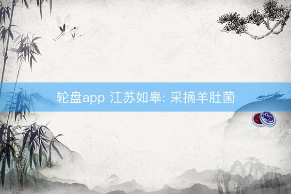 轮盘app 江苏如皋: 采摘羊肚菌